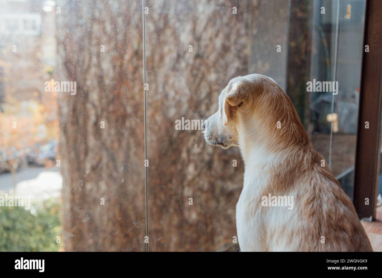 Goldener labrador-Welpe, der aus dem Fenster eines Hauses blickt. Seitenansicht Stockfoto