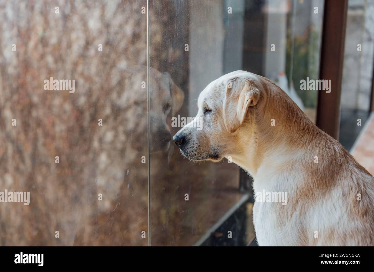 Trauriger goldener Labrador-Welpe, der aus dem Fenster eines Hauses auf seine Besitzer wartet. Tieraufgeben Stockfoto
