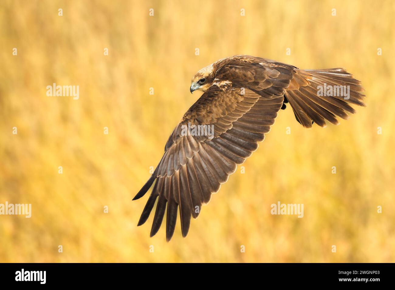 Greifvögel Marsch harrier Circus aeruginosus, Jagdzeit Polen Europa Stockfoto