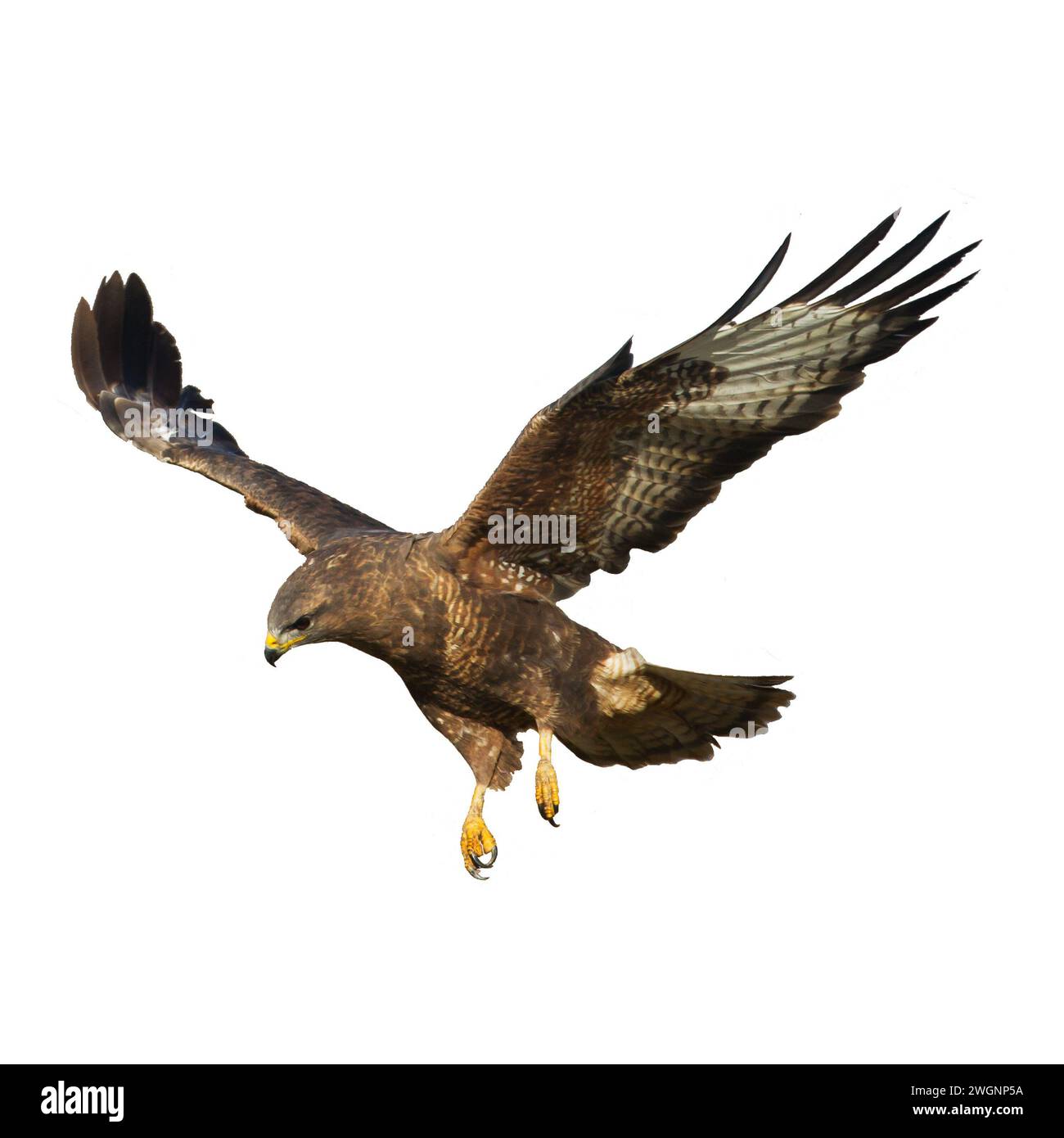 Greifvögel - Bussard Buteo Buteo fliegen, Falkenvögel, Raubvögel Nahaufnahme fliegenden Vogel auf weißem Hintergrund isoliert Stockfoto