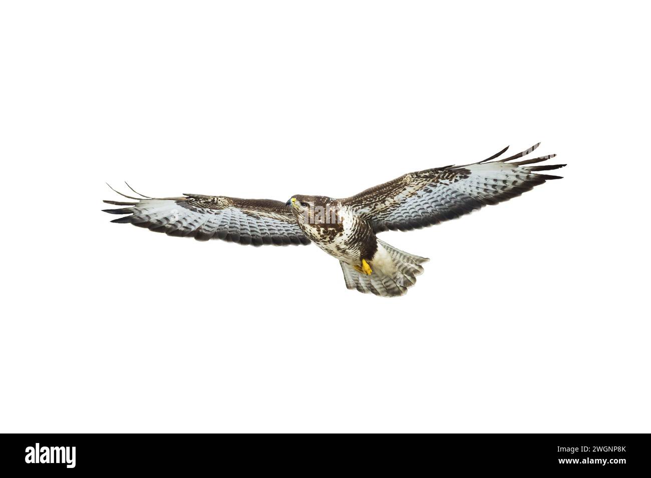 Greifvögel - Bussard Buteo Buteo fliegen, Falkenvögel, Raubvögel Nahaufnahme fliegenden Vogel auf weißem Hintergrund isoliert Stockfoto