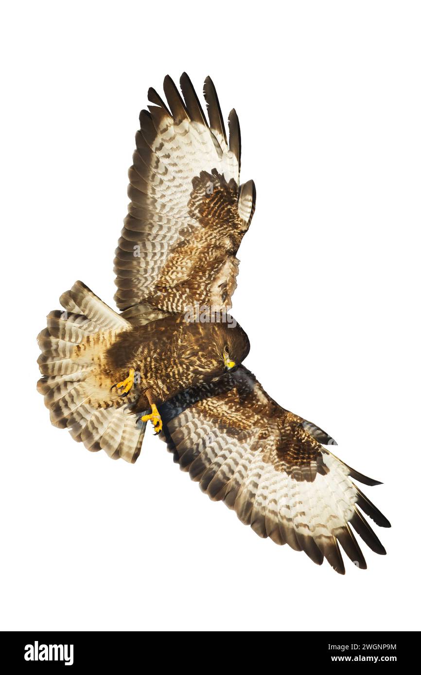 Greifvögel - Bussard Buteo Buteo fliegen, Falkenvögel, Raubvögel Nahaufnahme fliegenden Vogel auf weißem Hintergrund isoliert Stockfoto