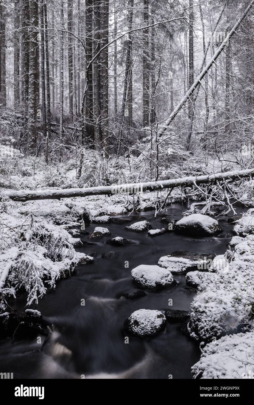 Eine ruhige, monochromatische Winterlandschaft fängt einen sanften Bach ein, der durch einen Wald fließt, der mit frischem Schnee bedeckt ist, und mit hohen Bäumen im Qu Stockfoto