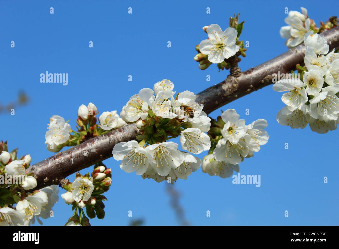 Affe (APIs mellifera) su un fiore di ciliegio, mentre raccoglie polline e nettare. Stockfoto