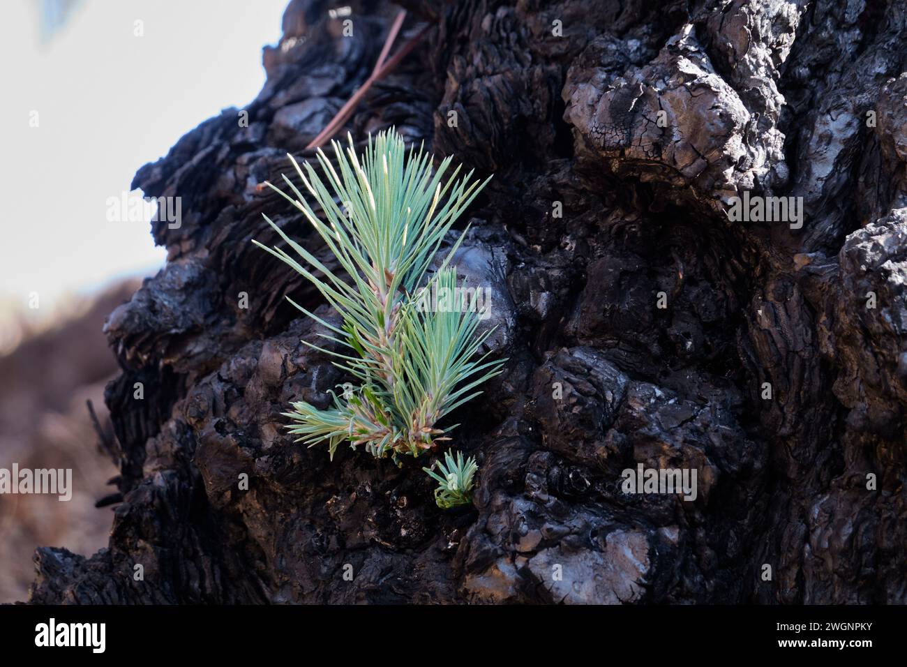 Ein junger kanarischer Kiefernkeimling. La Palma, Spanien Stockfoto