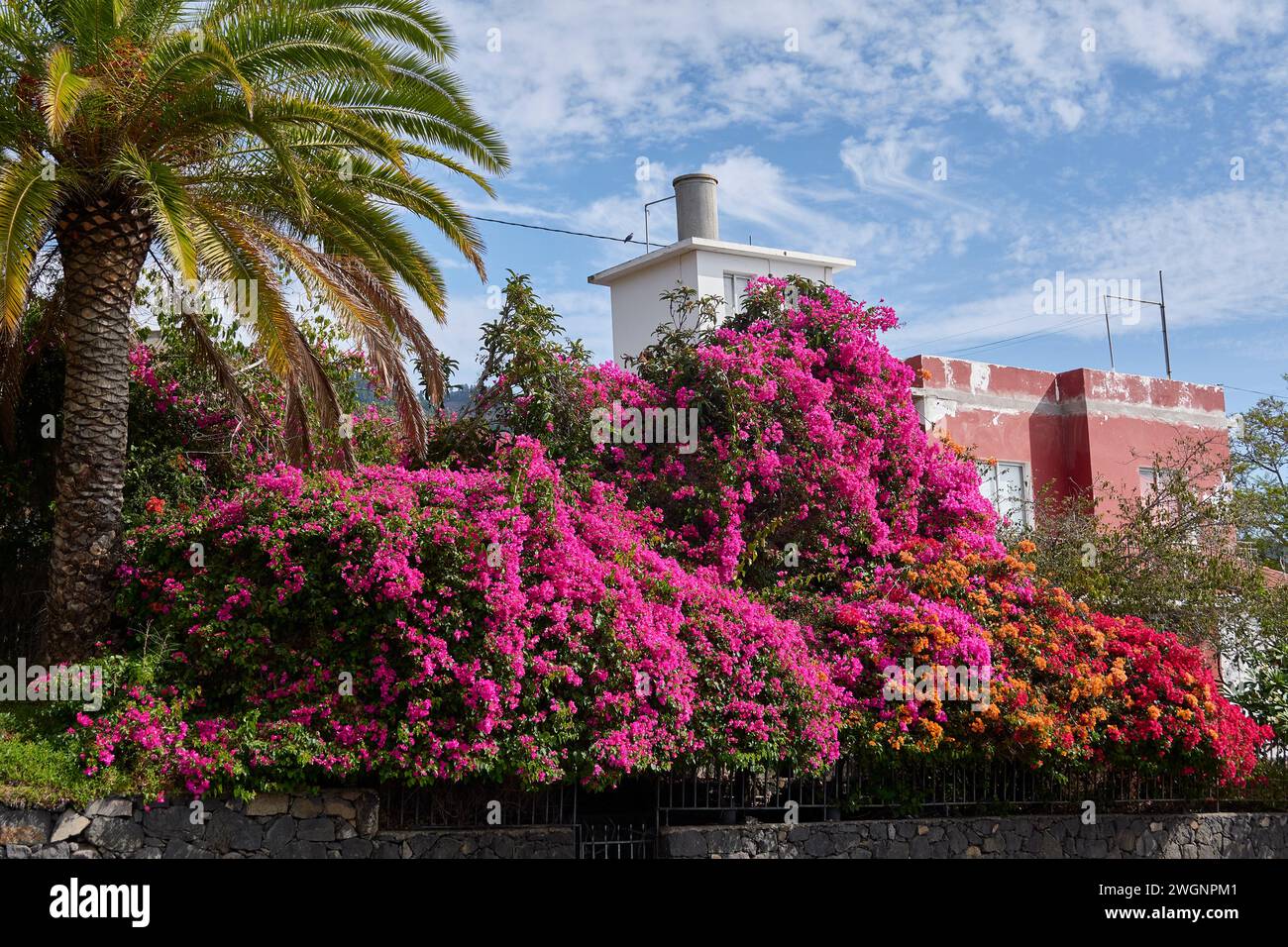 Ein wunderschöner Garten mit lebhaften Bougainvillea-Blüten und grünen Bäumen. Kanarische Inseln Stockfoto