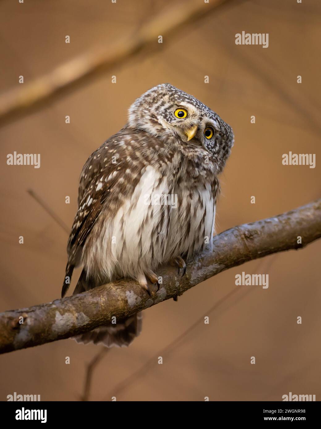 Zwergkauz Glaucidium passerinum kleiner Eule natürlicher dunkler Wald nördlich von Polen Europa Stockfoto