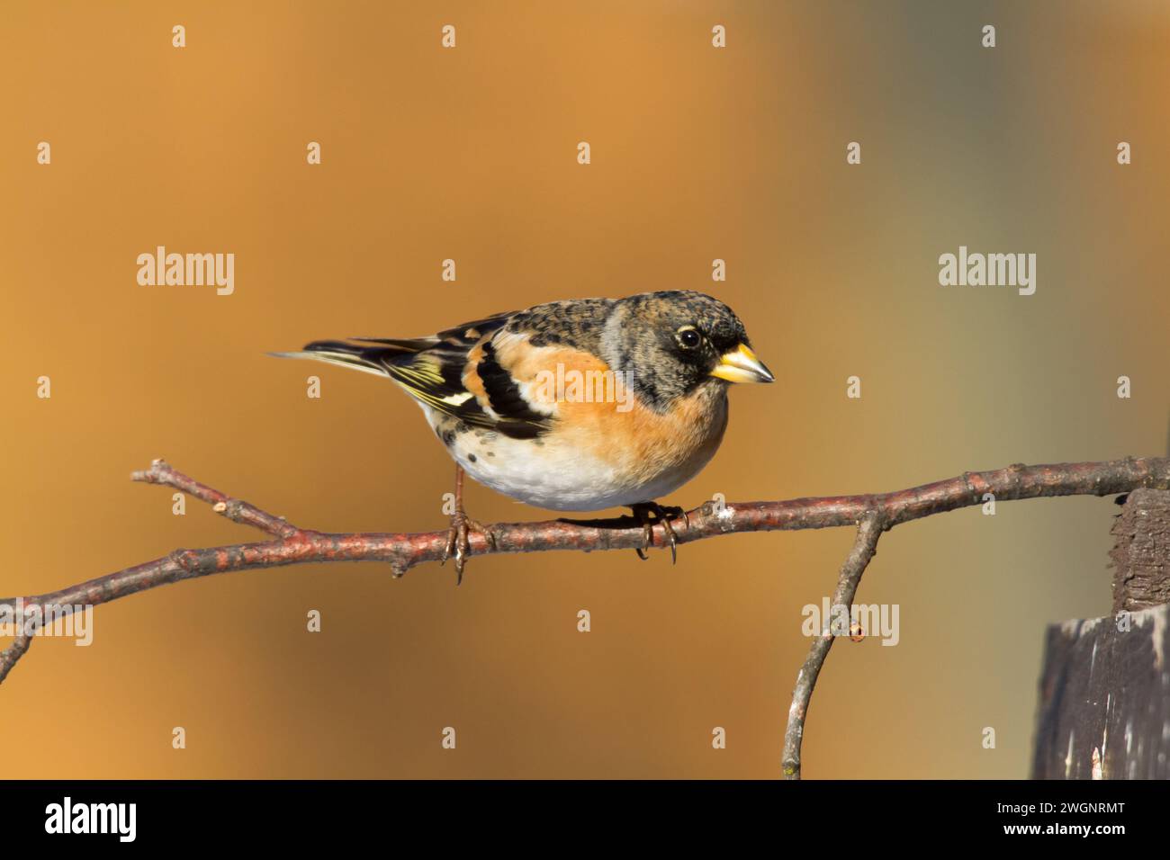 Vogel Brambling Fringilla montifringilla männlich sitzend auf dem Ast, Winter Zeit orange Hintergrund, Polen Europa, Zugvogel Stockfoto