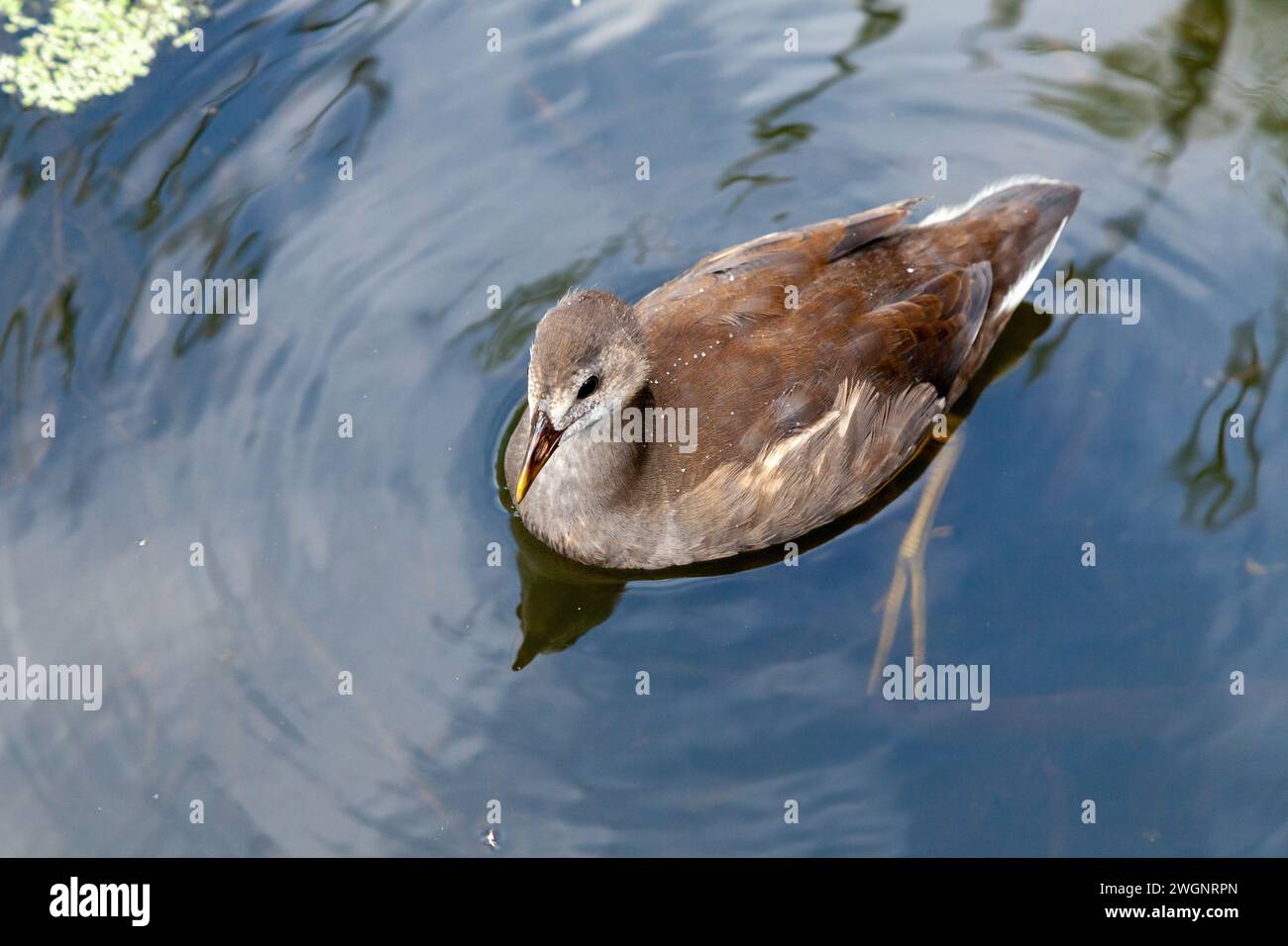 Ein junger Coot schwimmender Fulica atra Stockfoto