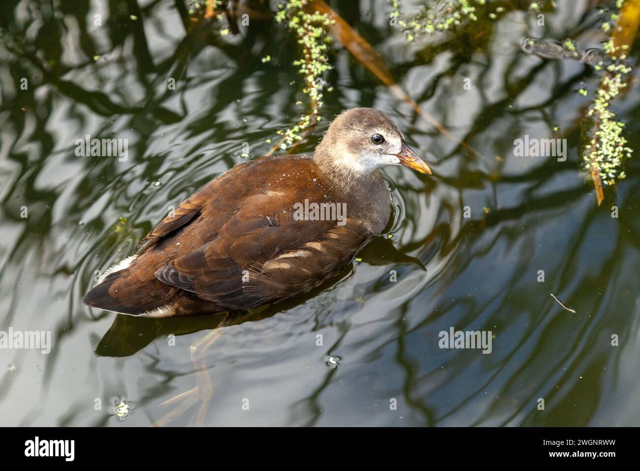 Ein junger Coot schwimmender Fulica atra Stockfoto