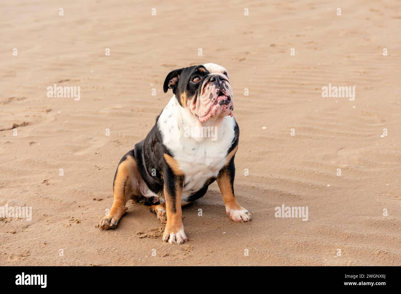 Schwarze dreifarbige lustige englische Bulldogge, die im Sommer bei Sonnenuntergang am Meer sitzt Stockfoto