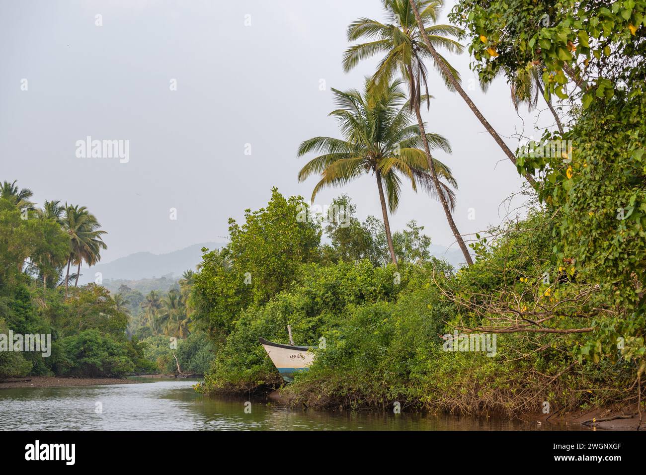 Agonda, Goa, Indien, Landschaft mit Palmen und Mangrovenhabitat, nur Editorial. Stockfoto