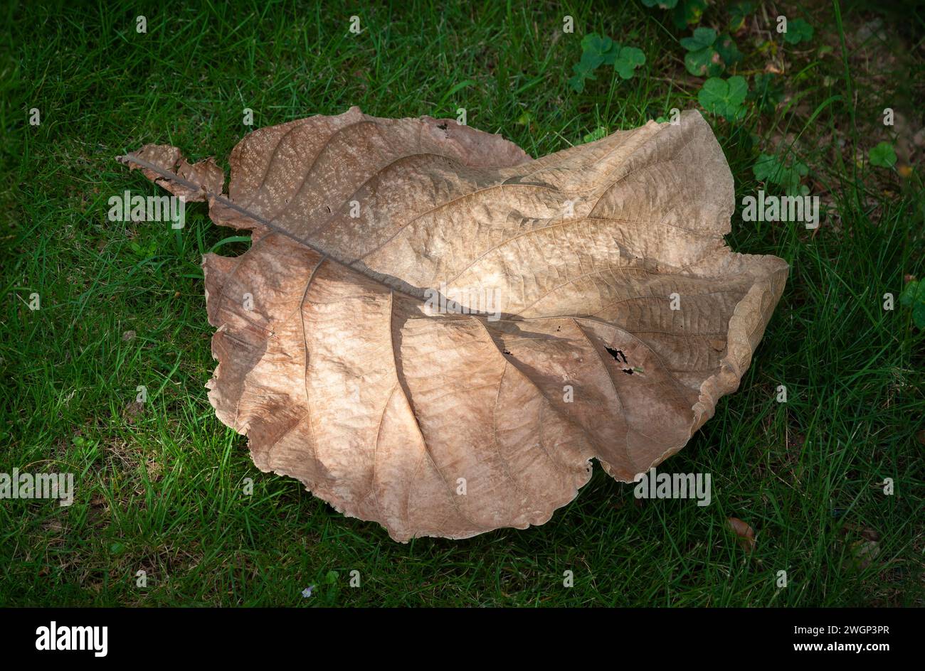 Verdorbenes Blatt auf dem grünen Gras unter Sonnenlicht Stockfoto