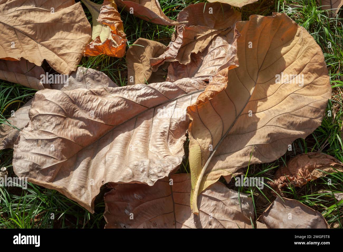 Verwelkte Blätter auf dem grünen Gras unter Sonnenlicht Stockfoto