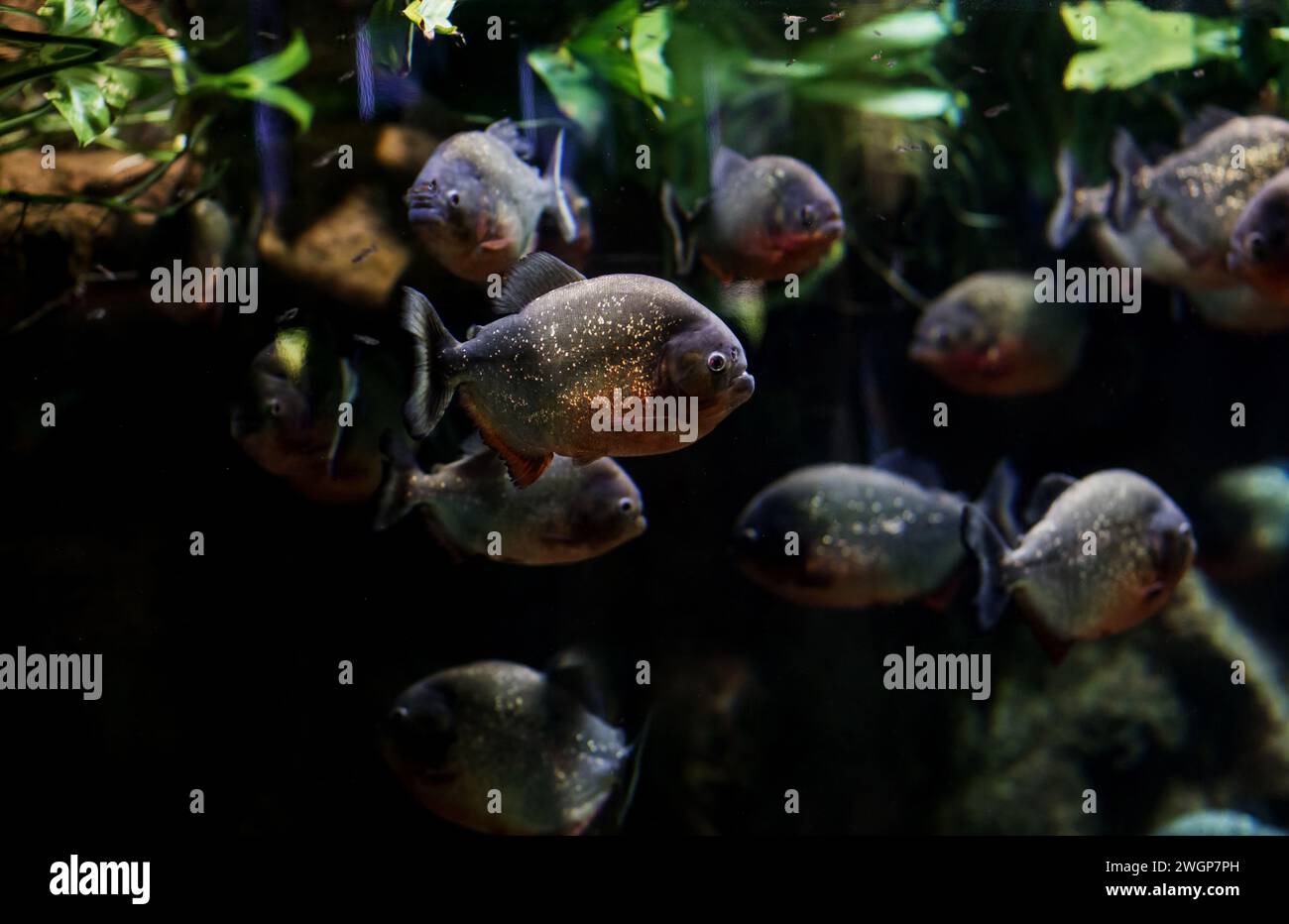 Piranhas im Aquarium - räuberische und gefährliche Fische Stockfoto