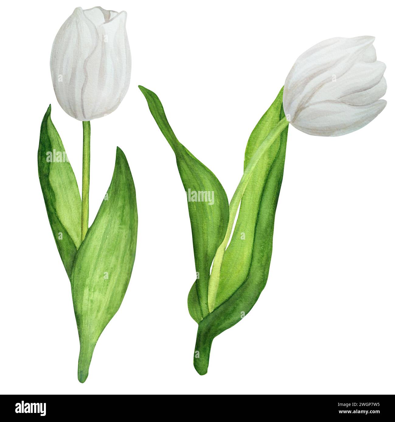 Handgezeichnete Aquarellillustration. Weiße Frühlingstulpen für Blumensträuße oder andere florale Kompositionen Stockfoto