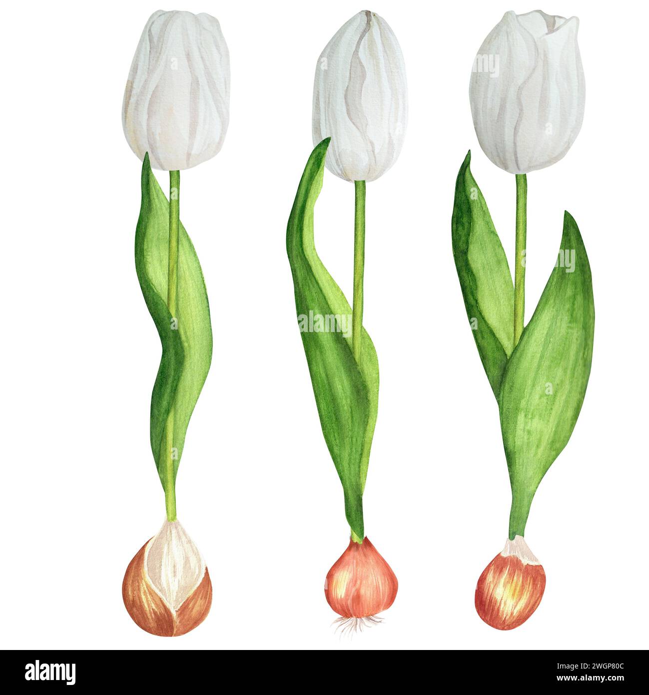 Handgezeichnete Aquarellillustration. Weiße Frühlingstulpen mit Zwiebeln für jede florale Komposition Stockfoto