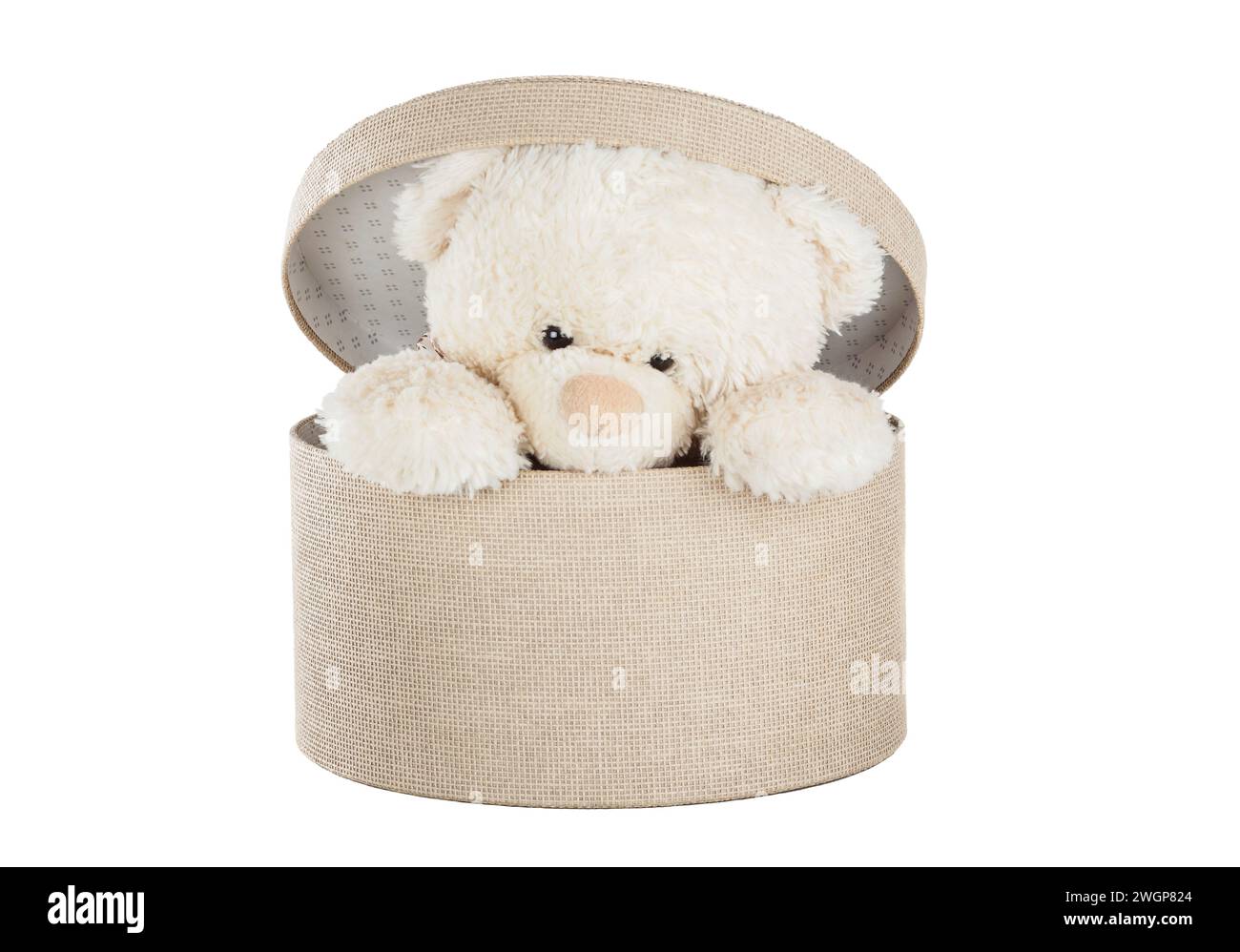 Teddybär in einer Geschenkbox isoliert auf weißem Hintergrund Stockfoto