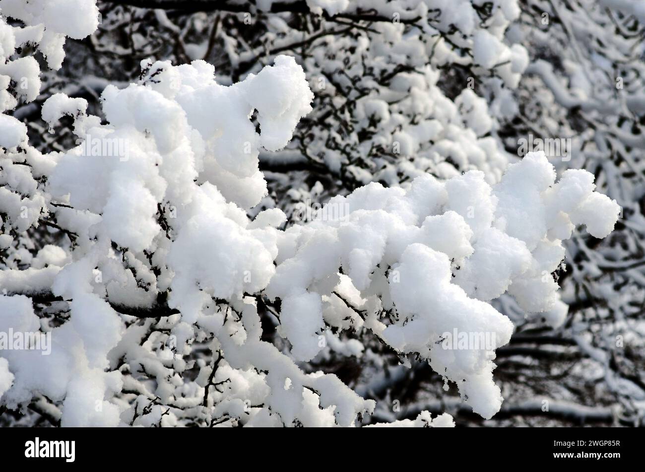 Nahaufnahme großer weicher Schneekümpchen auf Ästen nach starkem Winterschneefall im ländlichen Cumbria, England Großbritannien Stockfoto