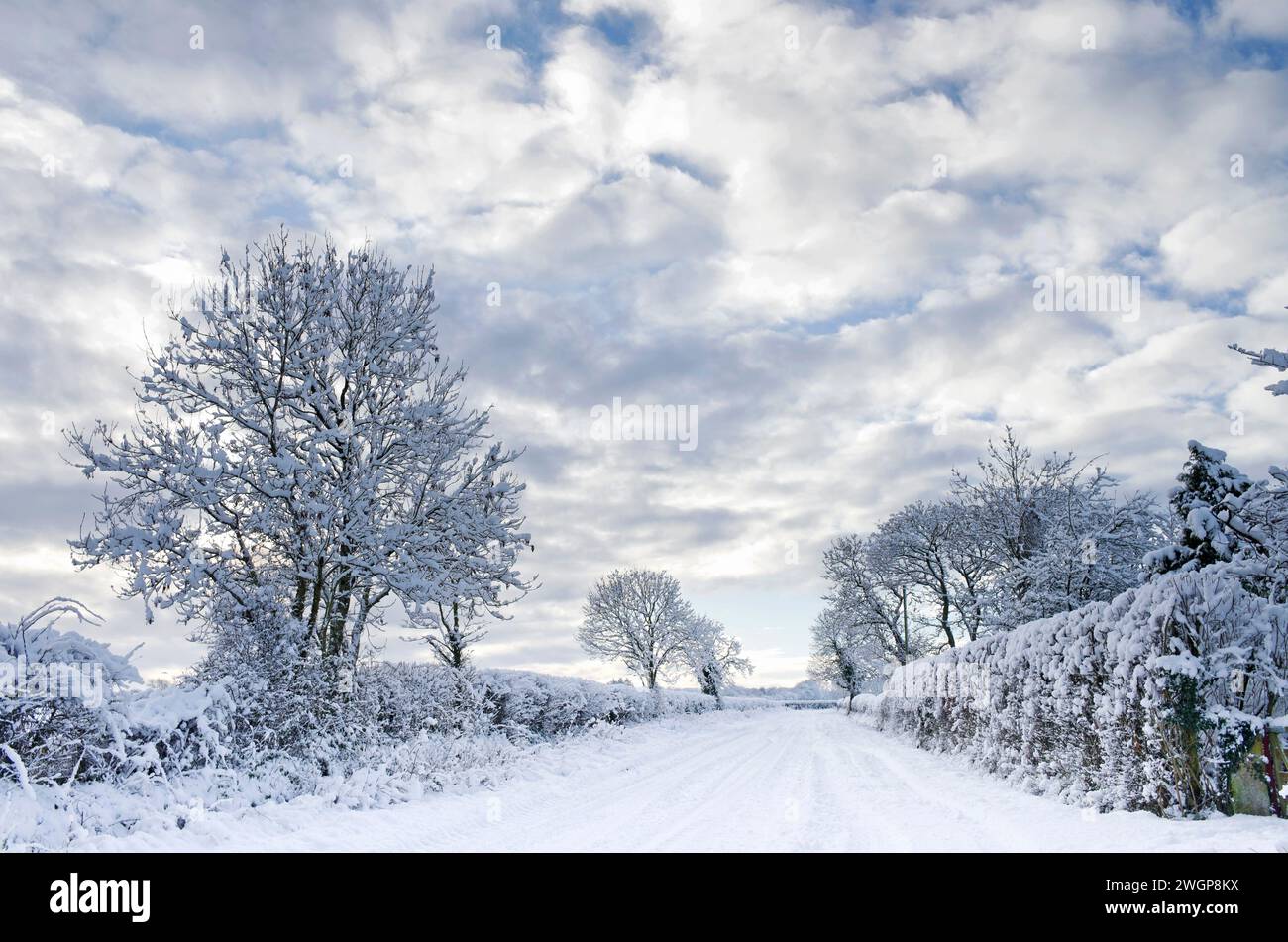 Ruhige Landstraße auf Farmland im ländlichen Cumbria, England, nach starkem Winterschnee. Schneebedeckte Bäume und Hecken und tiefer Schnee auf der Straße. Stockfoto