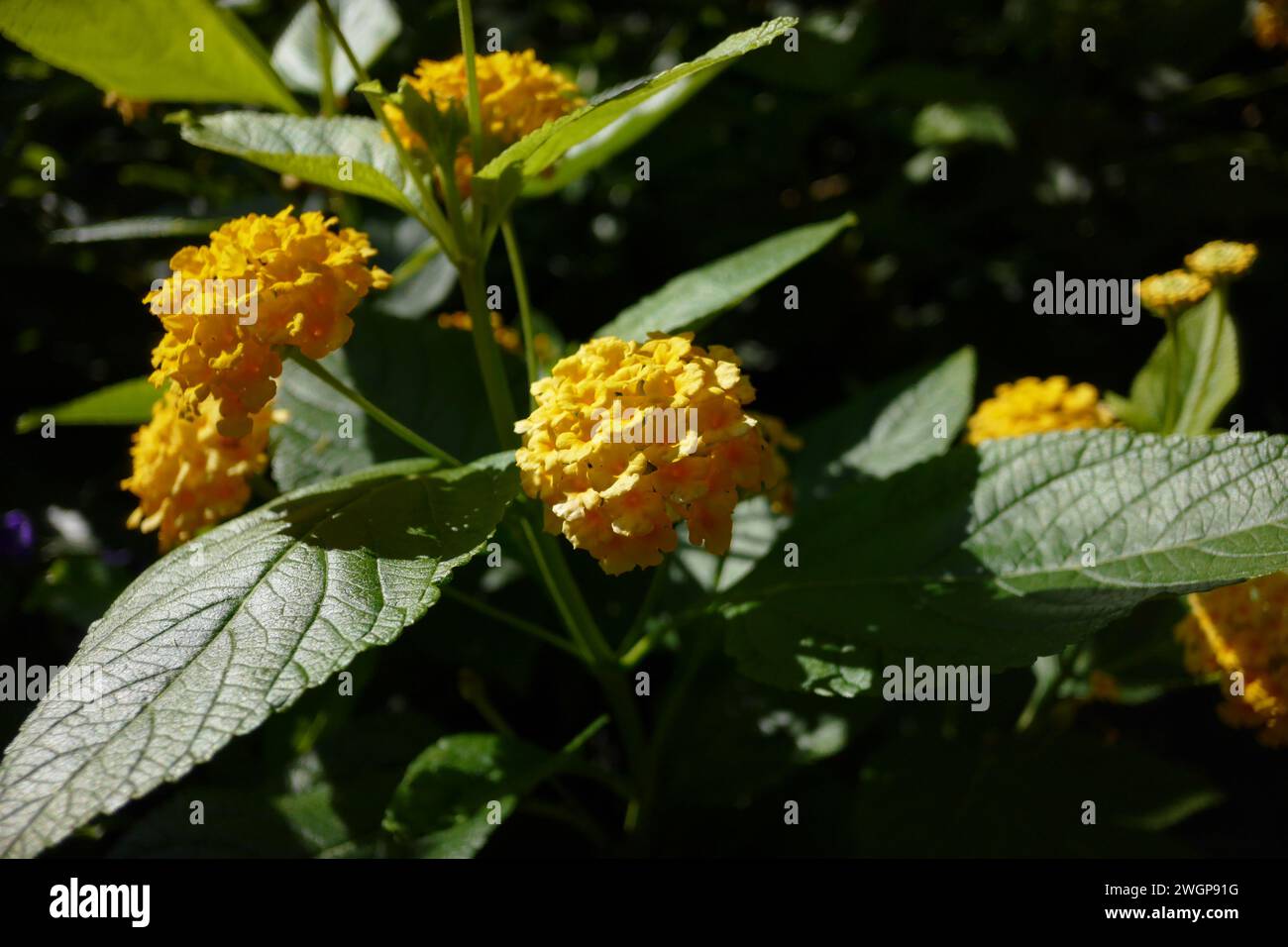 Lantana camara (geläufige lantana) ist eine blühende Pflanze aus der Familie der Verbenaceae (Verbenaceae), die in den amerikanischen Tropen beheimatet ist. Stockfoto