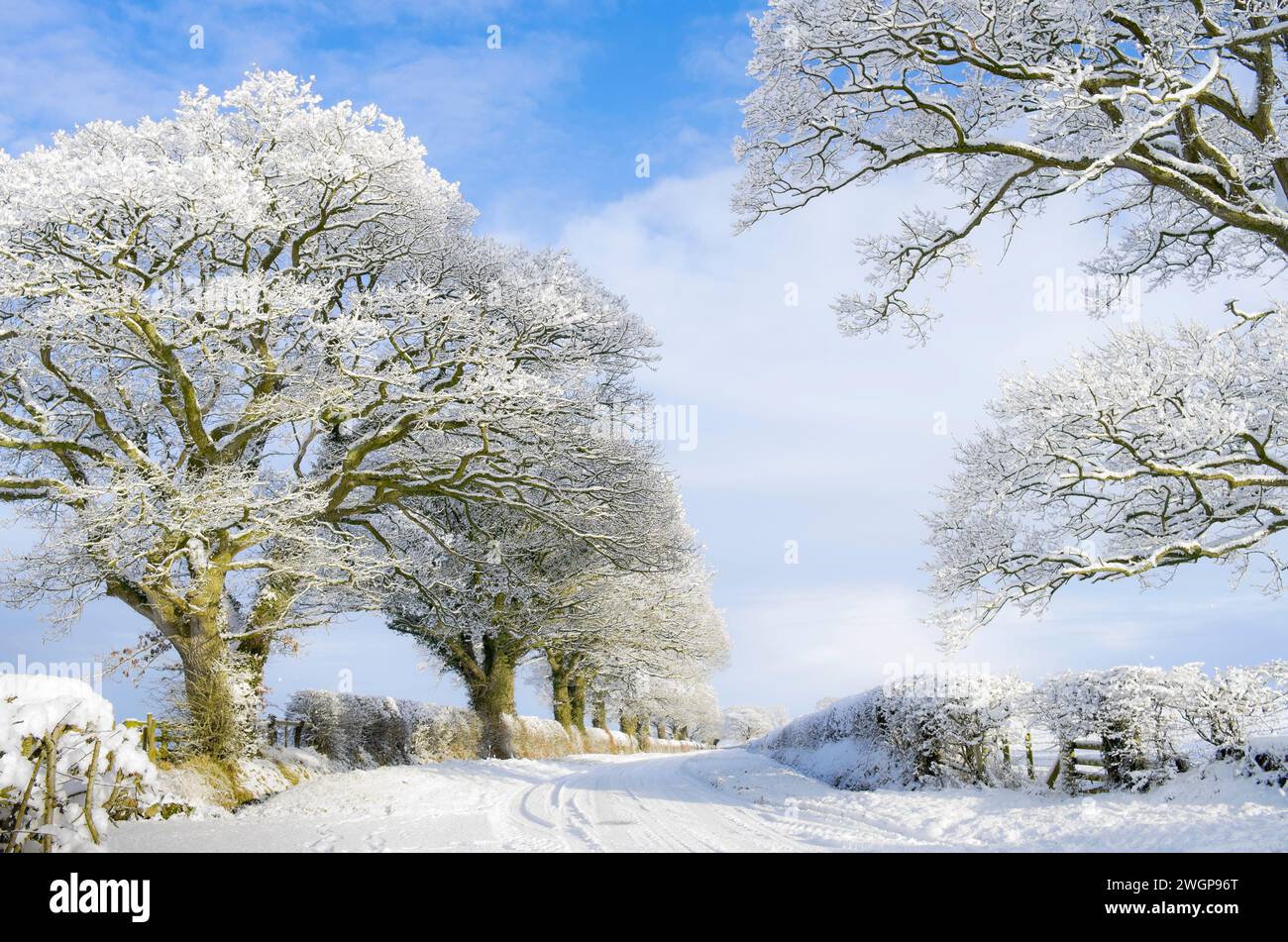 Ruhige Landstraße auf Farmland im ländlichen Cumbria, England, nach starkem Schneefall. Schneebedeckte Bäume und Hecken und Spuren im Schnee auf der Straße. Stockfoto