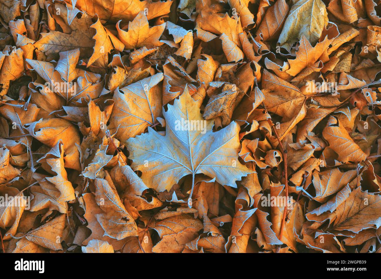 Gefrorene Blätter im natürlichen Winterhintergrund Stockfoto