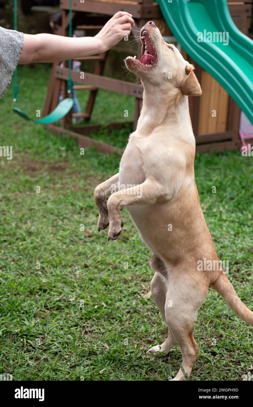 labrador-Hund in der Haustierschule auf grünem Grashintergrund ausbilden Stockfoto