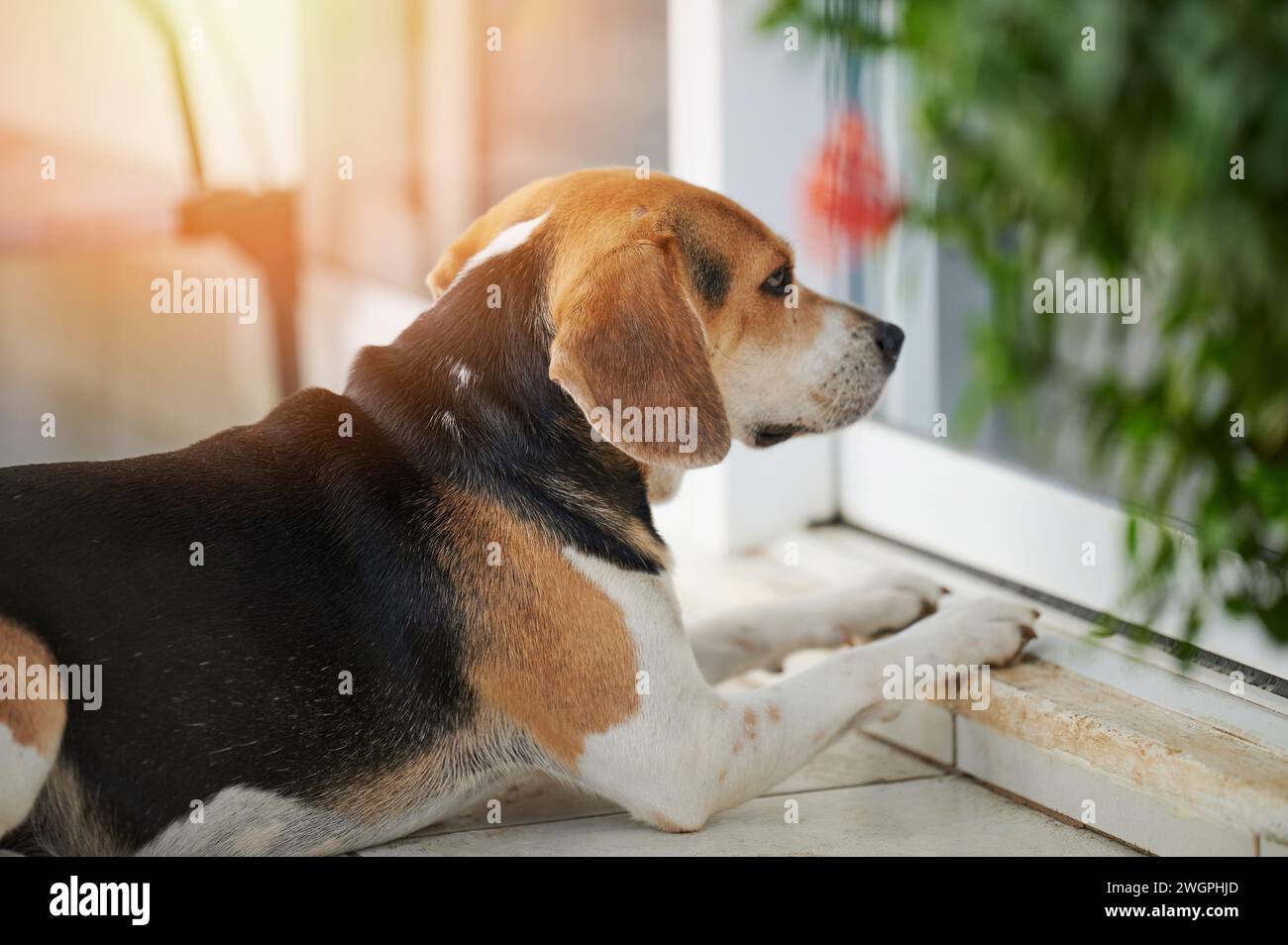 Trauriger Beagle-Hund, der außerhalb des Hauses liegt, aus nächster Nähe Stockfoto