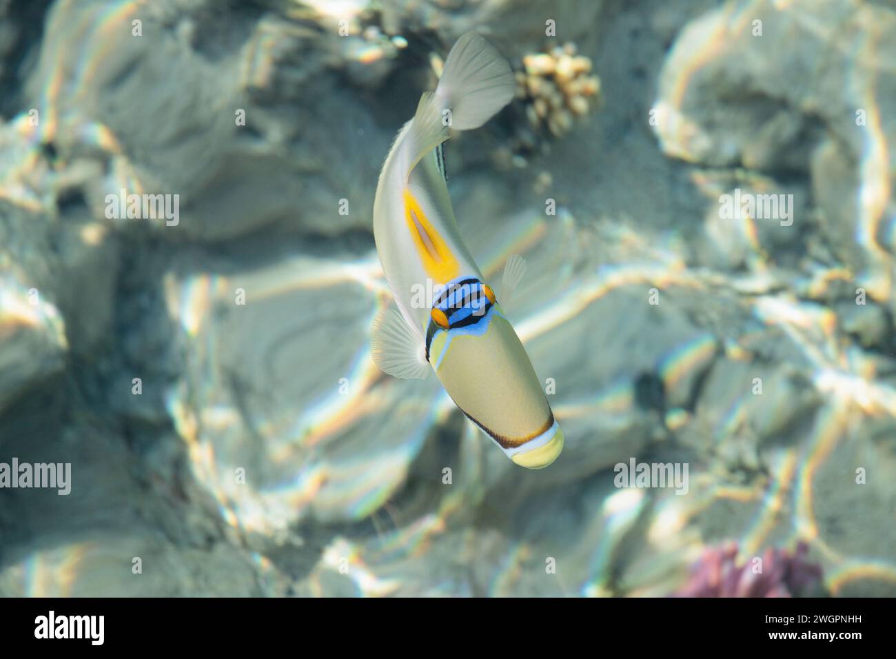 Picasso-Drückerfisch (Rhinecanthus assasi). Typischer Fisch aus dem Roten Meer. Stockfoto
