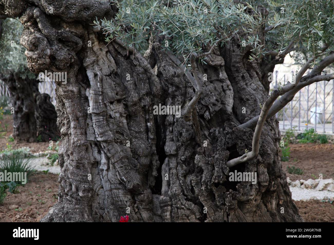 Olivenbäume im berühmten Garten von Gethsemane Jerusalem, Israel Stockfoto