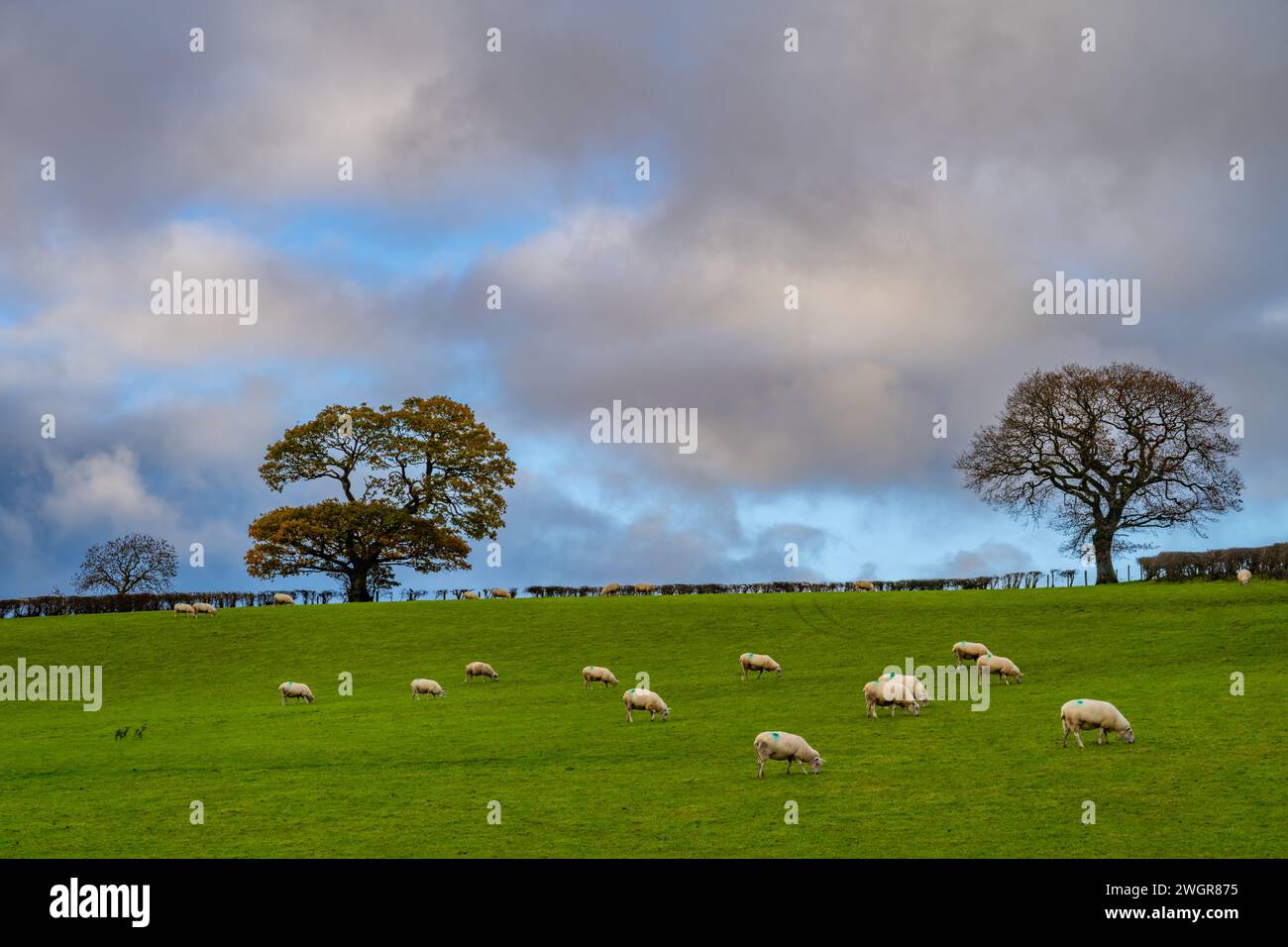 Schafe und Felder in der Nähe von Corwen North Wales Stockfoto