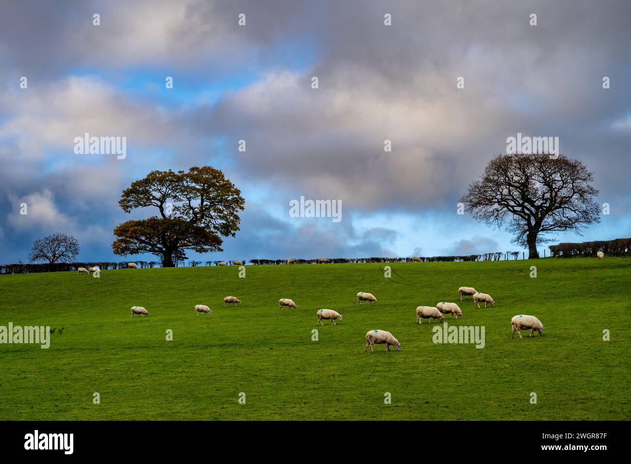 Schafe und Felder in der Nähe von Corwen North Wales Stockfoto