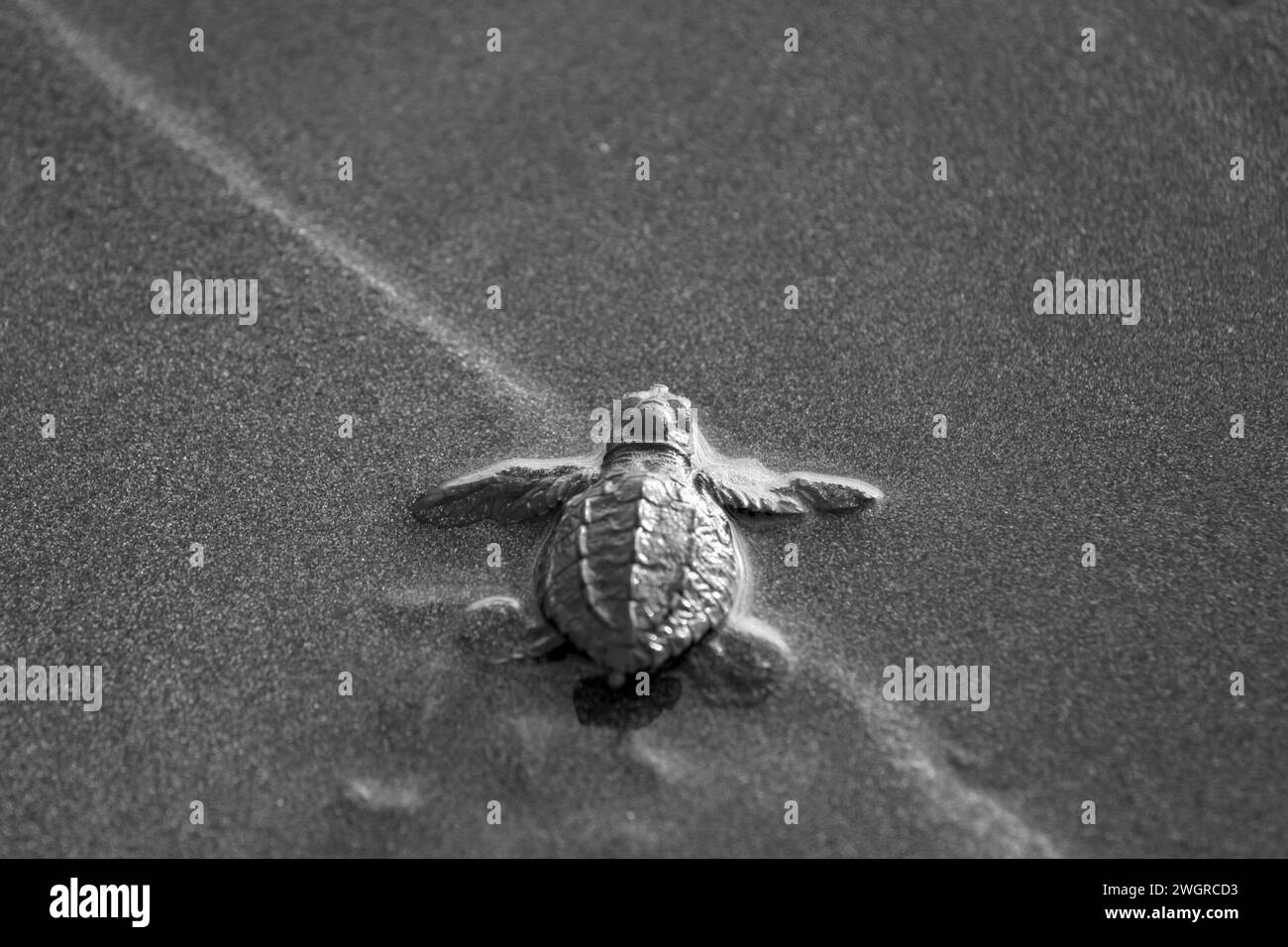 Neu geschlüpfte grüne Oliven-Ridley-Schildkröte am Sandstrand, Quepos, Costa Rica Stockfoto