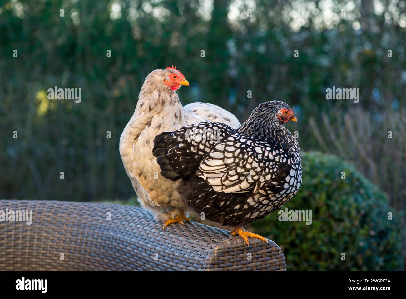 Nederland, 15-02-2019 - OM het huis lopen mooie gezonde sierkippen. Het zijn scharrelkippen die ook nog eieren leggen. foto: Patricia Rehe / Hollandse Hoogte Stockfoto