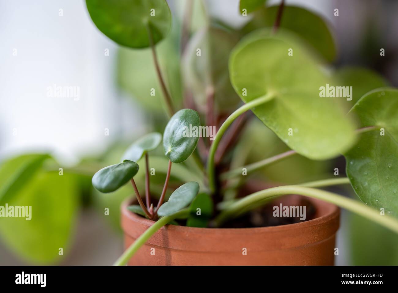 Makroaufnahme von Pilea peperomioides sprießt zusammen mit Mutterpflanze im Topf. Chinesische Geldhauspflanze Stockfoto