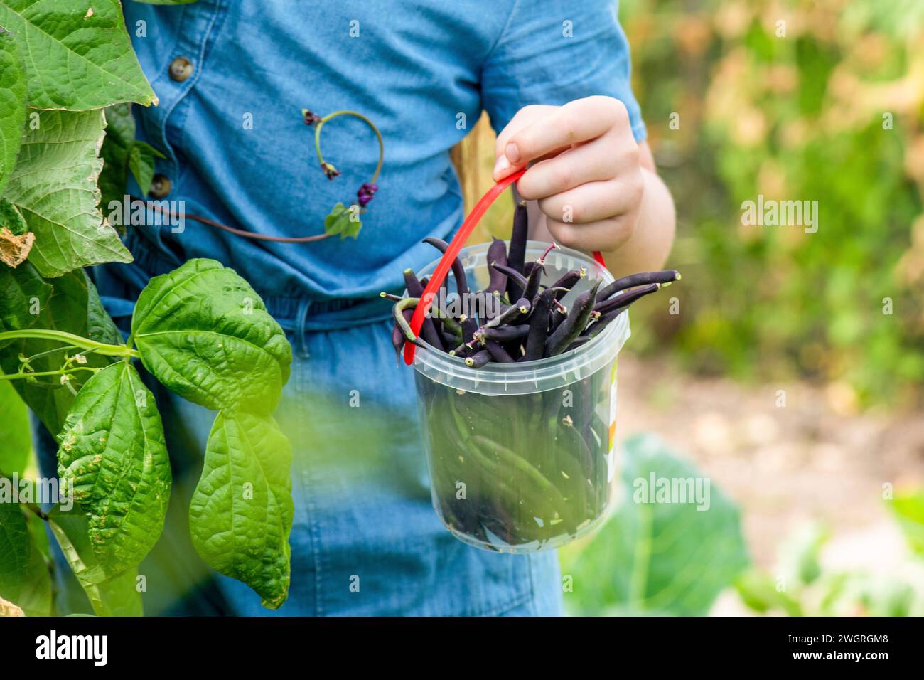 Porträt eines jungen Mädchens, das auf die Kamera blickt und in ihrem Mutterschreck steht und Garten hilft. Ernte frischer Bohnen Stockfoto