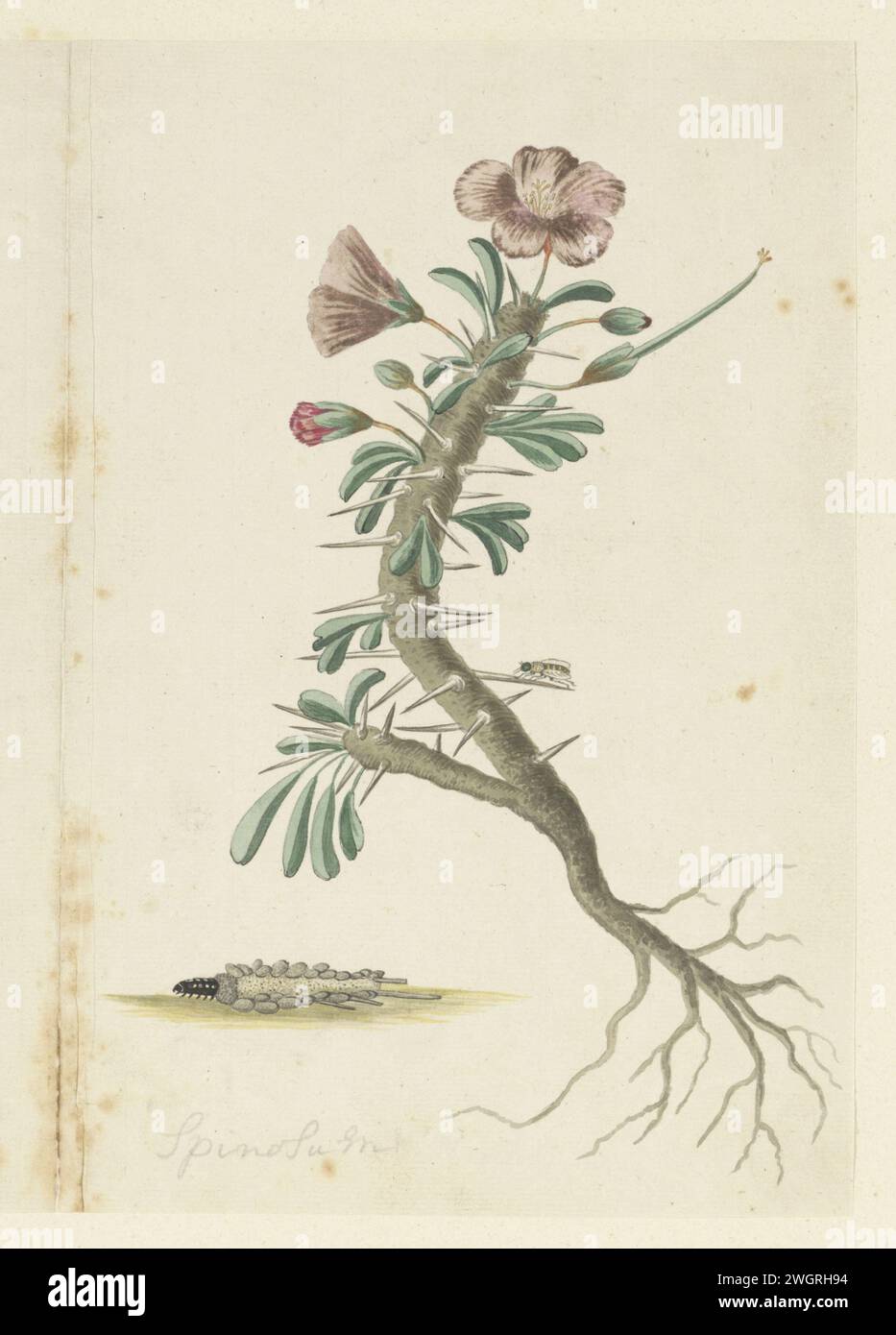 Geranie, 1777 - 1786 Zeichnung auf der rechten Seite des Blattes: Geranie (Monsonia Patersonii (DC) G. Don) mit rosa Blüten. Papier. Bleistift. Kreide. Aquarellpinsel (Farbe) Pflanzen; Vegetation Stockfoto