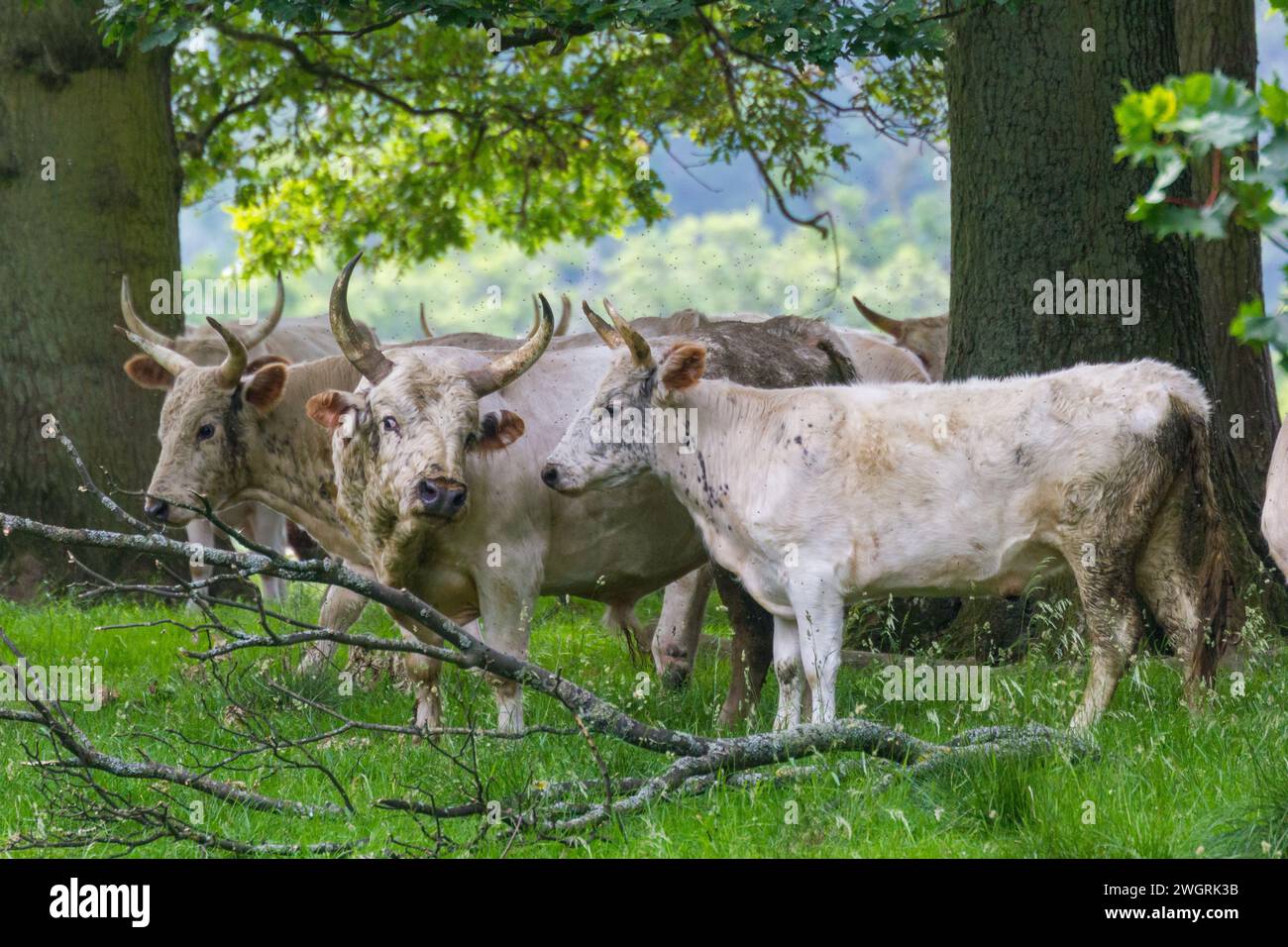 Wildes Vieh von chillingham Stockfoto