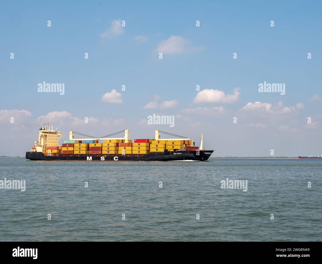 Containerförderschiff MSC Kayla, das auf Westerschelde in den Niederlanden zum Hafen von Antwerpen (Belgien) fährt Stockfoto