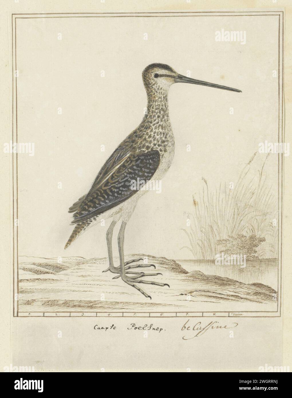 Gallinago nigripennis nigripennis (afrikanischer Snipe), 1777 - 1786 Zeichnung Vogelstudie: Afrikanischer Snip (Gallinago nigriannis); mit Skala im Daumen. Papier. Tinte. Bleistift. Kreide. Aquarellstift/Pinsel Stockfoto