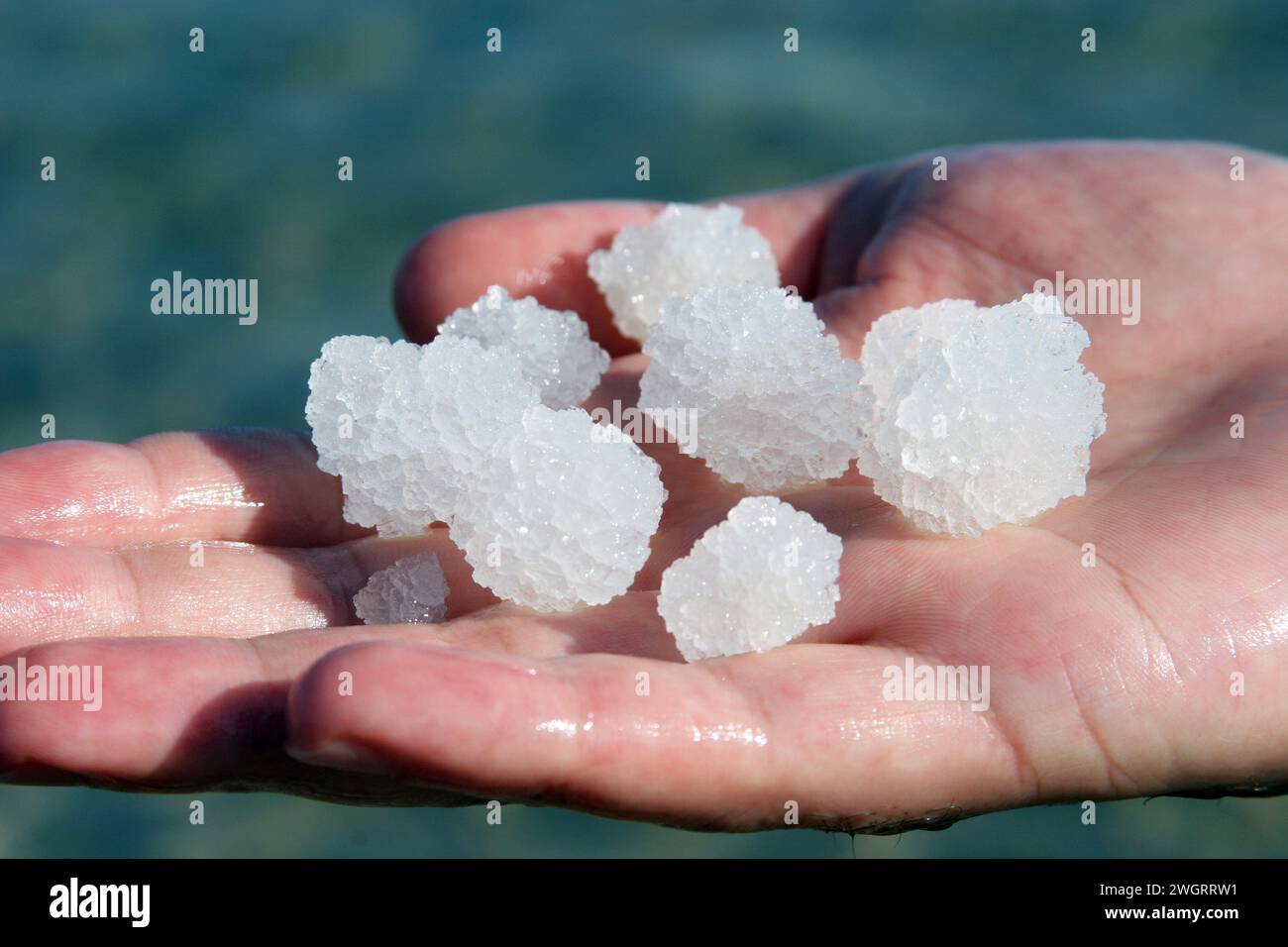 Großer Salzkristall aus dem Toten Meer, Israel Stockfoto