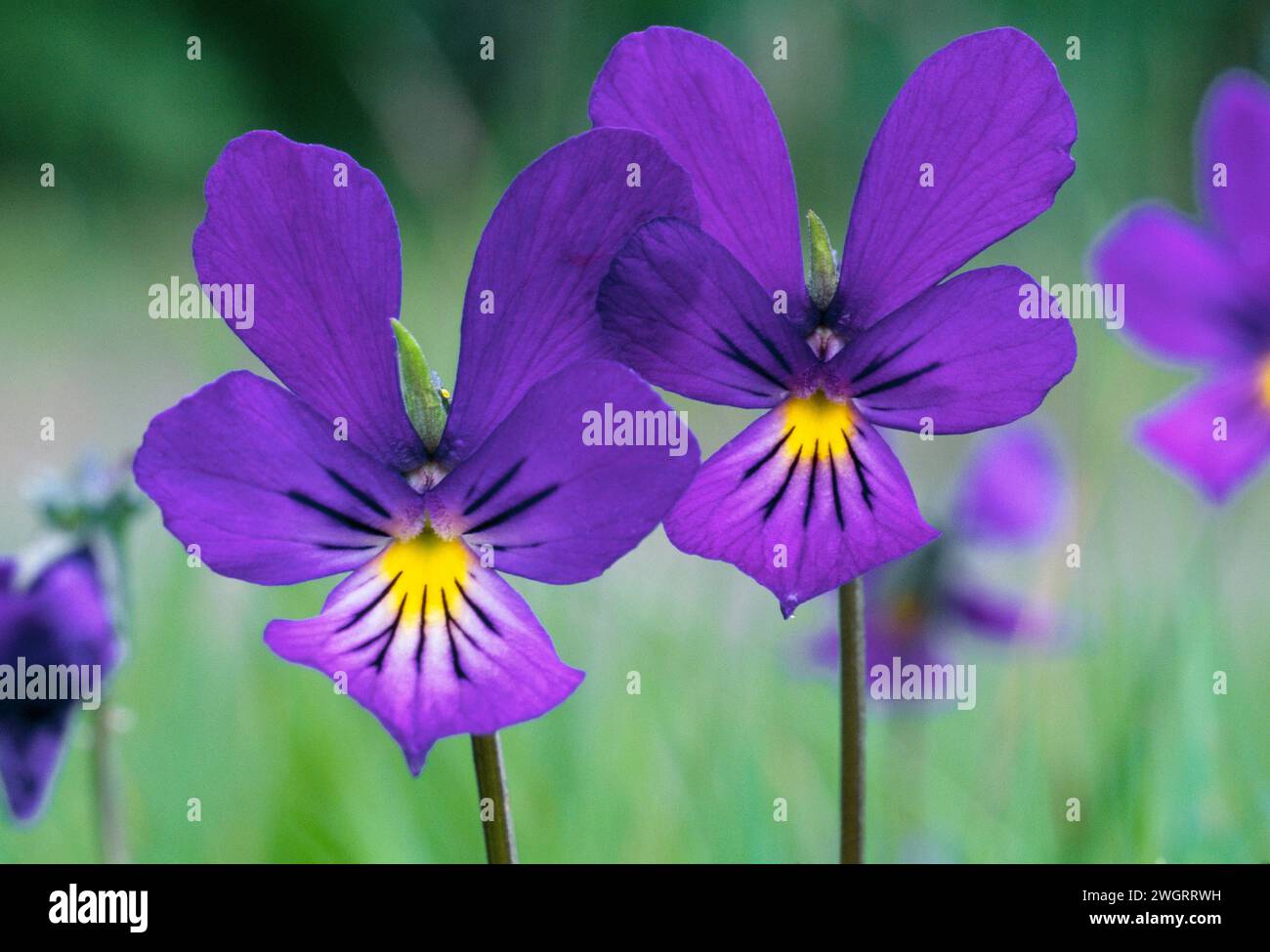 Mountain Pansy (Viola lutea) Nahaufnahme von Blumen, die am Rande der ländlichen Straße wachsen, Strathspey, Cairngorms National Park, Schottland, Juni 1998 Stockfoto