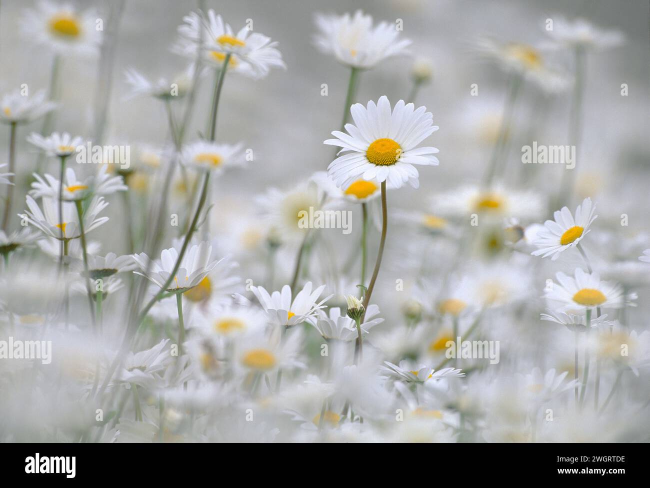 Ochsenaugen-Daisies (Leucanthemum vulgare), mit einer langen Linse fotografiert, um die Perspektive zu komprimieren und unscharfe Bereiche zu schaffen. Stockfoto