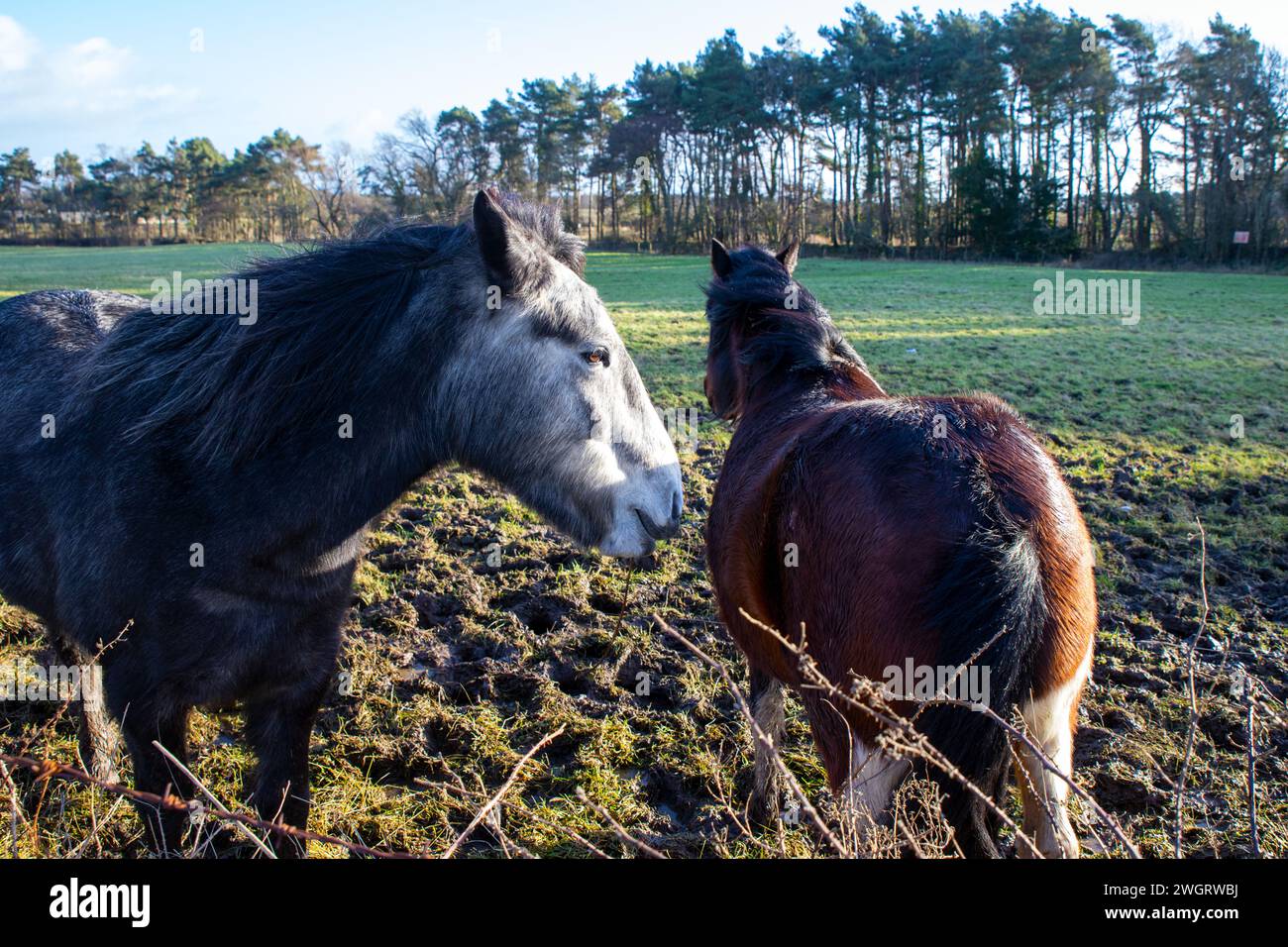 Das Pferd ist eine von zwei erhaltenen Unterarten des Equus ferus. Es ist ein ungerade-toed Huftier Säugetier, das zur taxonomischen Familie Equidae gehört Stockfoto