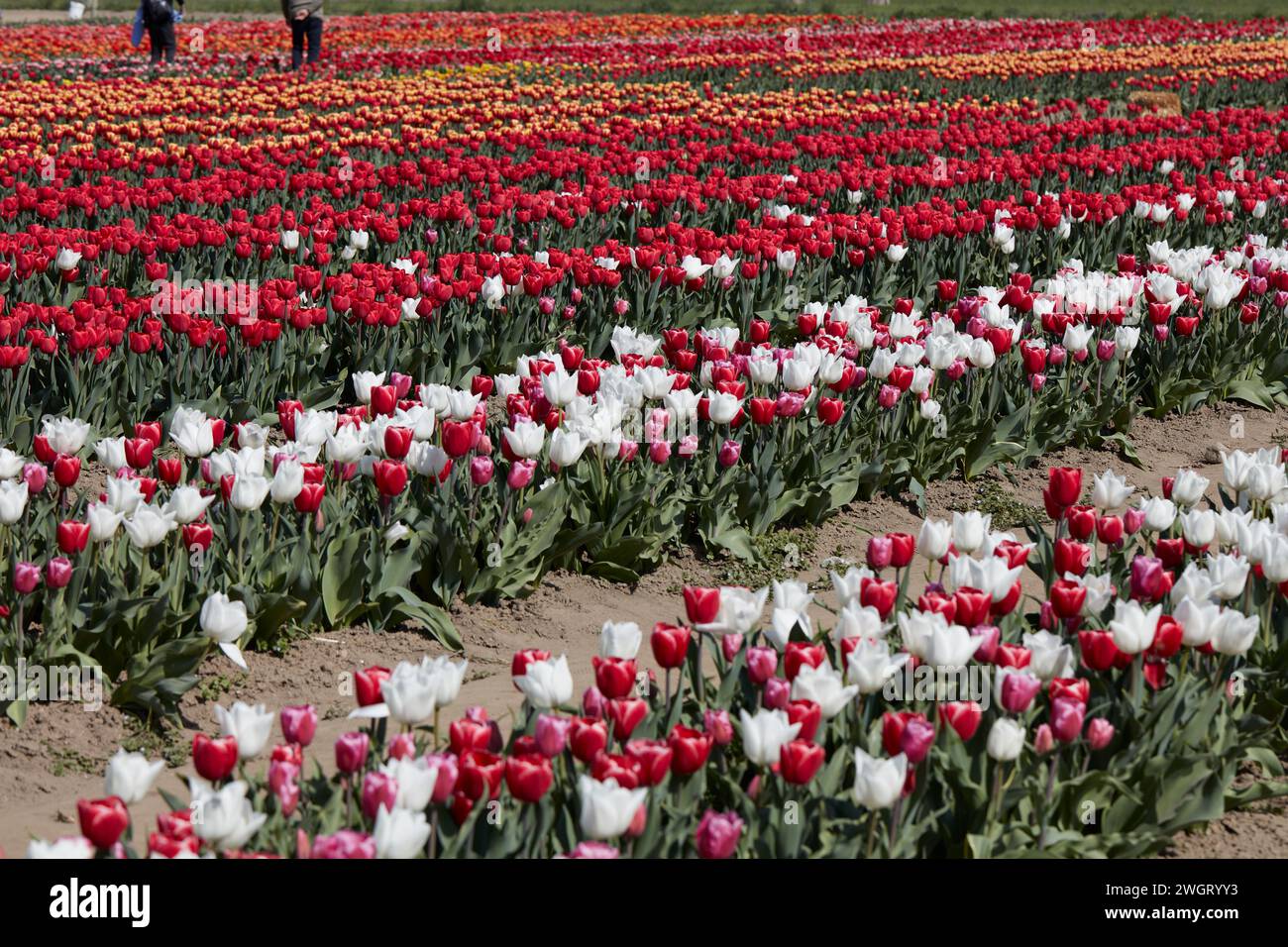 Tulpenfeld mit Blumen in weiß, rot, lila, gelb und Menschen im Frühlingssonnenlicht Stockfoto