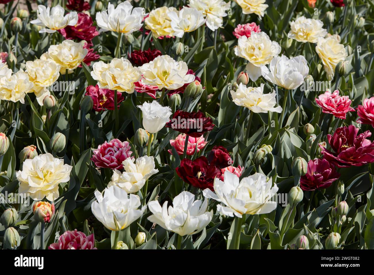Doppelte Tulpenblüten in weiß, blassgelb und dunkelrot Texturhintergrund im Frühlingssonnenlicht Stockfoto