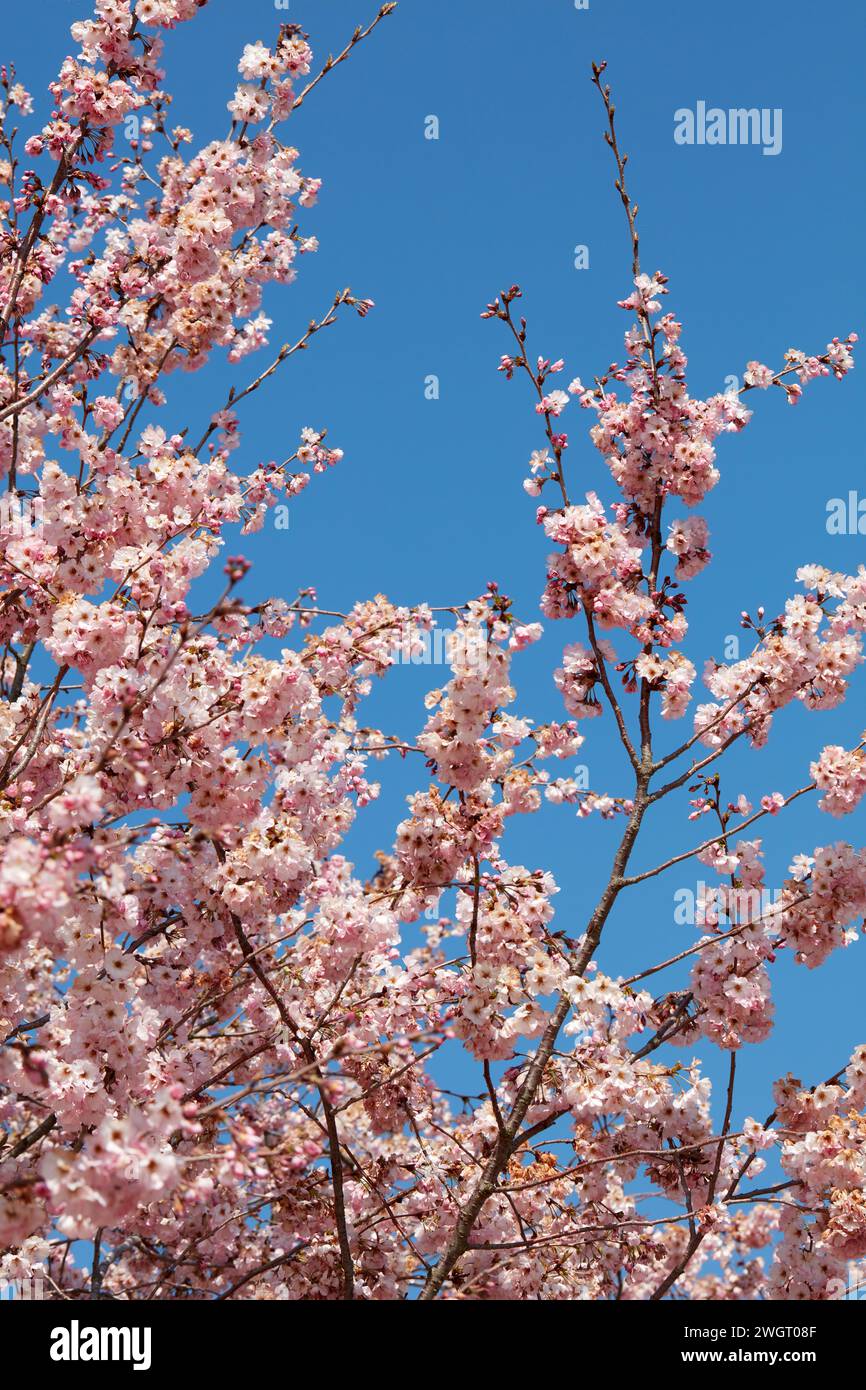 Kirschblüte, Äste mit rosa Blüten an einem sonnigen Frühlingstag, blauer Himmel Stockfoto