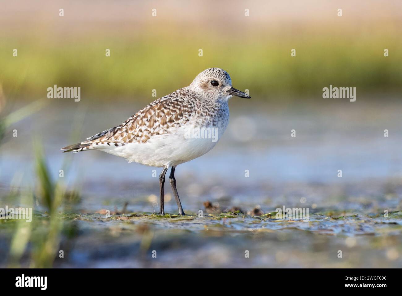 Graue Plover, pluvialis squatarola, Grado, Italien Stockfoto