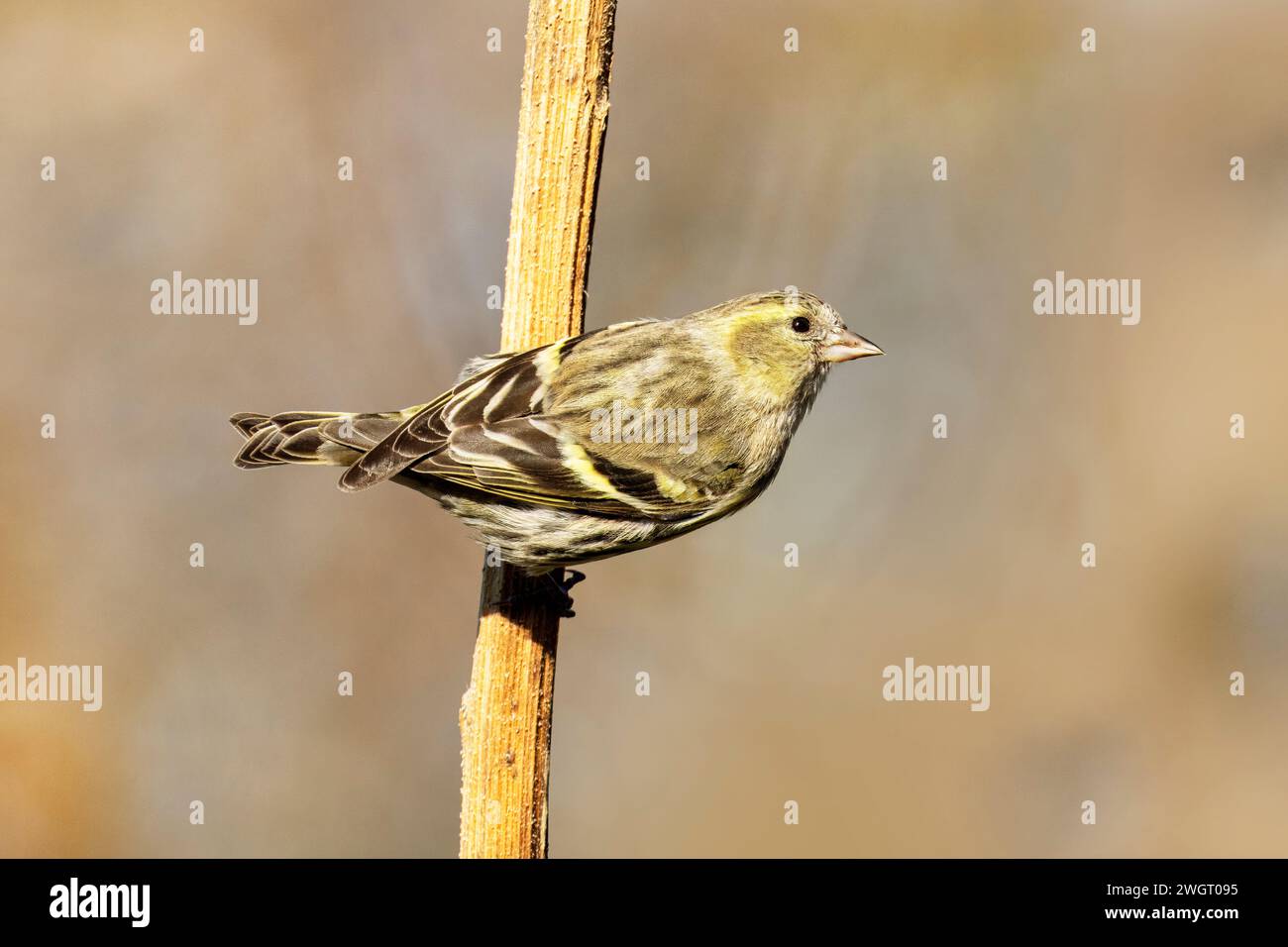 Siskin, Carduelis Spinus, auf einem Schilf stehend, Canal Novo Valley, Naturschutzgebiet, Marano, Italien Stockfoto